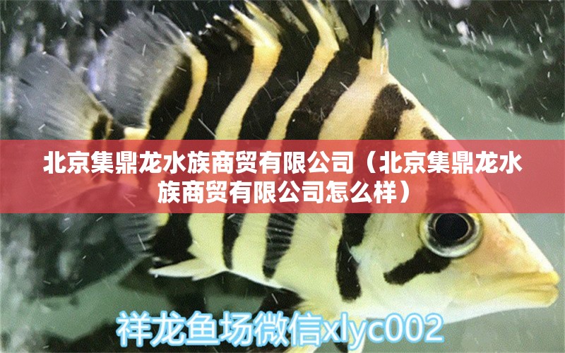 北京集鼎龙水族商贸有限公司（北京集鼎龙水族商贸有限公司怎么样）