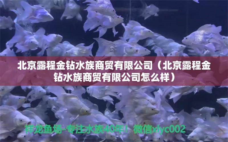 北京露程金钻水族商贸有限公司（北京露程金钻水族商贸有限公司怎么样）