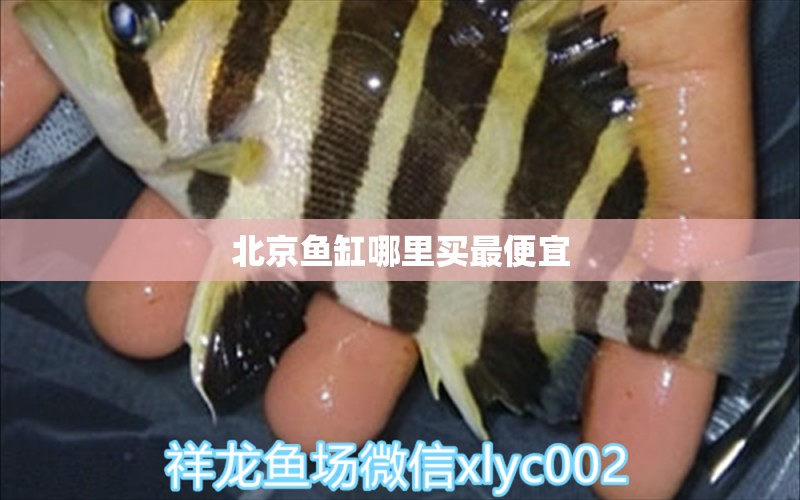 北京鱼缸哪里买最便宜