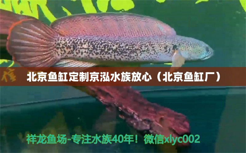 北京鱼缸定制京泓水族放心（北京鱼缸厂）