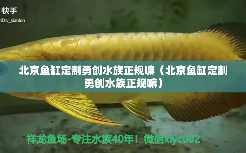 北京鱼缸定制勇创水族正规嘛（北京鱼缸定制勇创水族正规嘛）