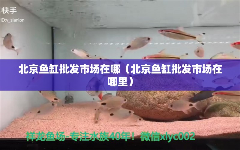 北京鱼缸批发市场在哪（北京鱼缸批发市场在哪里） 祥龙水族医院