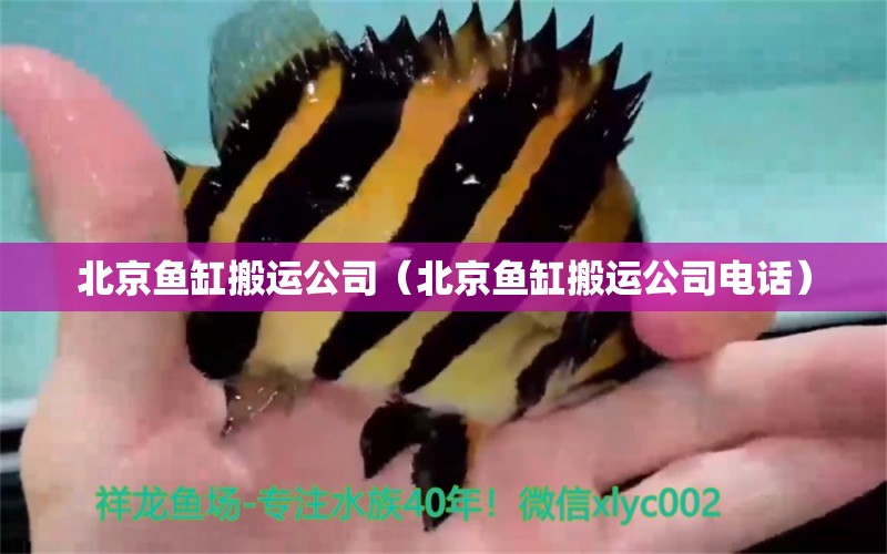 北京鱼缸搬运公司（北京鱼缸搬运公司电话） 祥龙水族医院