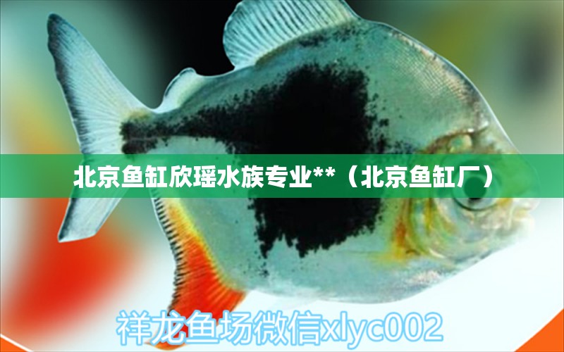 北京鱼缸欣瑶水族专业**（北京鱼缸厂） 战车红龙鱼