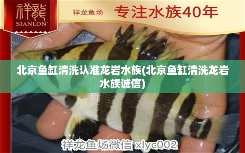 北京鱼缸清洗认准龙岩水族(北京鱼缸清洗龙岩水族诚信) 斯维尼关刀鱼