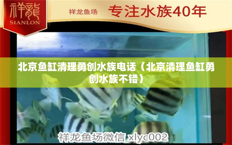 北京鱼缸清理勇创水族电话（北京清理鱼缸勇创水族不错） 黄宽带蝴蝶鱼