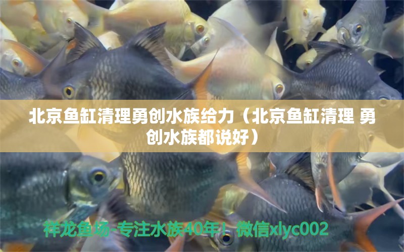 北京鱼缸清理勇创水族给力（北京鱼缸清理 勇创水族都说好） 水族品牌 第1张