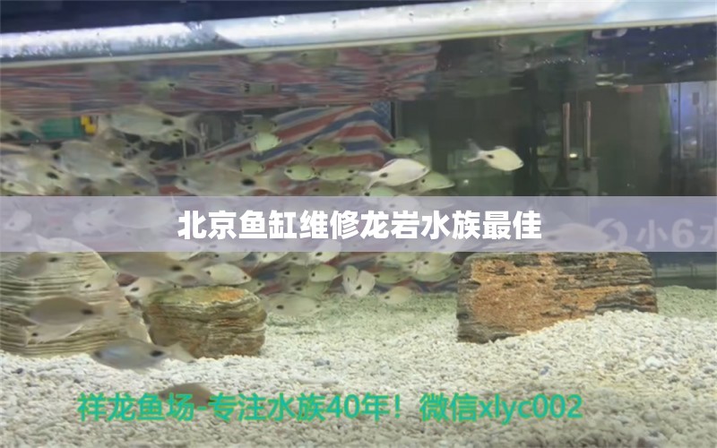 北京鱼缸维修龙岩水族最佳