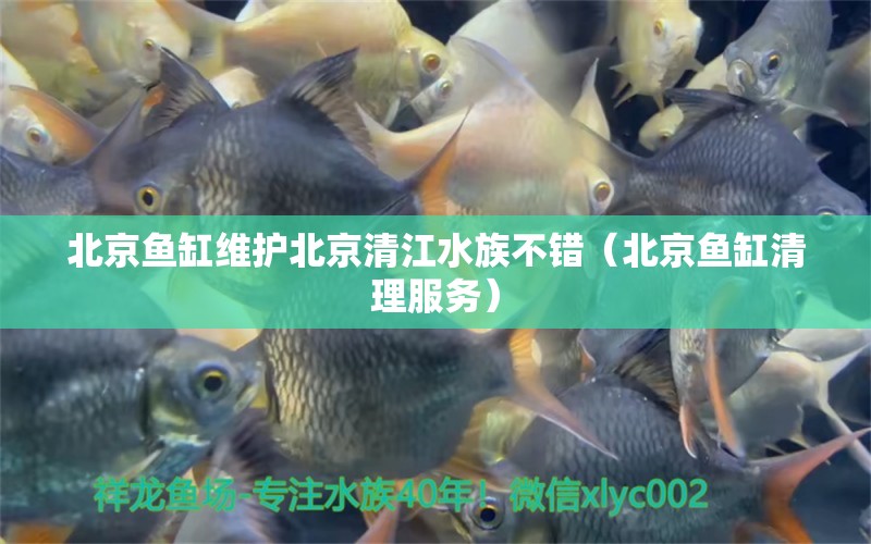 北京鱼缸维护北京清江水族不错（北京鱼缸清理服务）