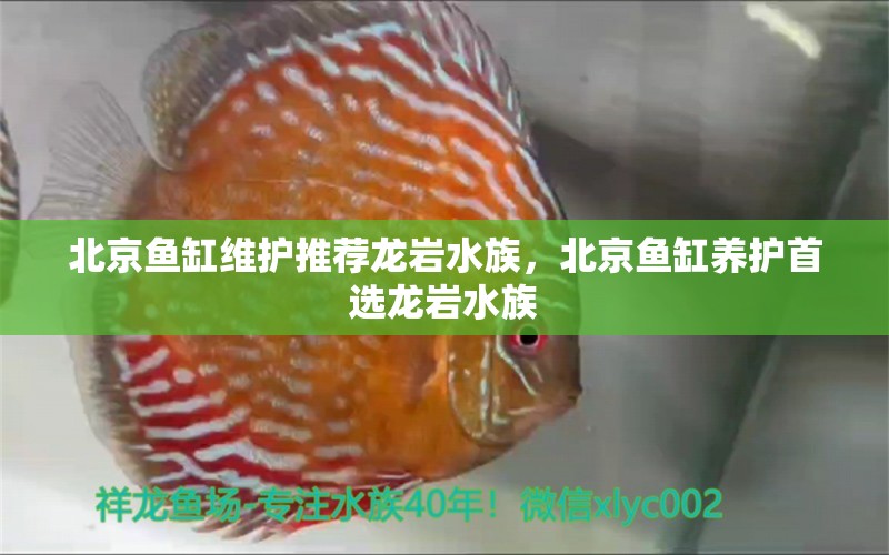 北京鱼缸维护推荐龙岩水族，北京鱼缸养护首选龙岩水族