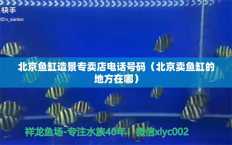 北京鱼缸造景专卖店电话号码（北京卖鱼缸的地方在哪） 广州观赏鱼批发市场