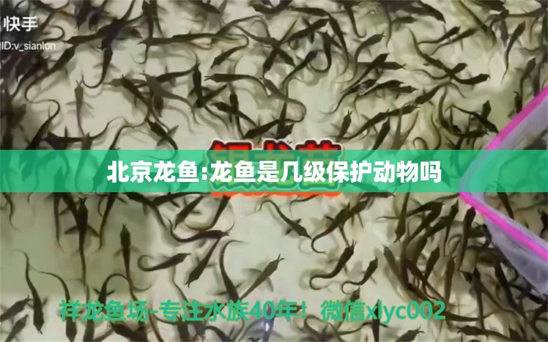 北京龙鱼:龙鱼是几级保护动物吗