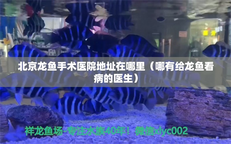 北京龙鱼手术医院地址在哪里（哪有给龙鱼看病的医生）