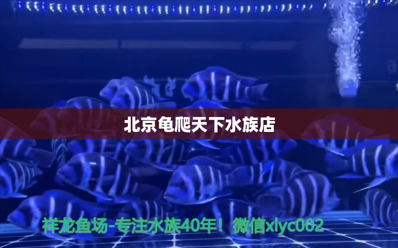 北京龟爬天下水族店 乌龟