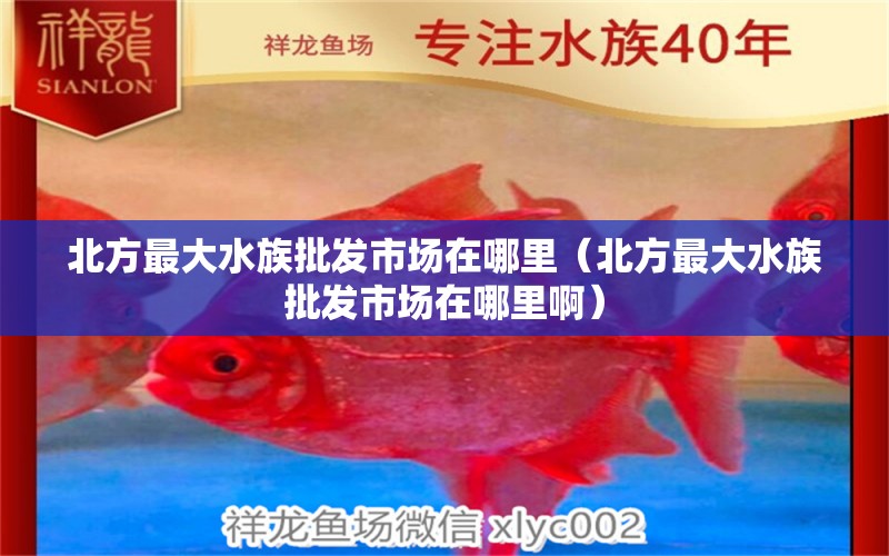 北方最大水族批发市场在哪里（北方最大水族批发市场在哪里啊） 观赏鱼水族批发市场