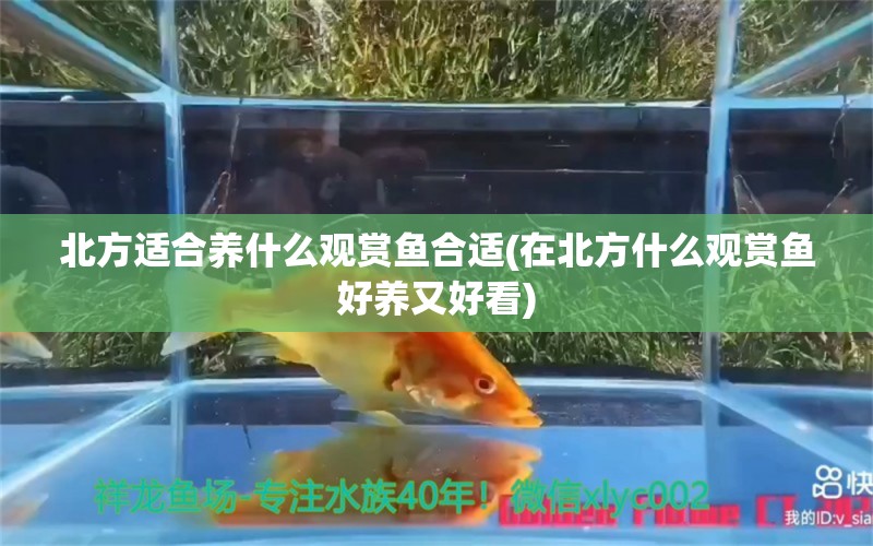 北方适合养什么观赏鱼合适(在北方什么观赏鱼好养又好看) 祥龙龙鱼鱼粮