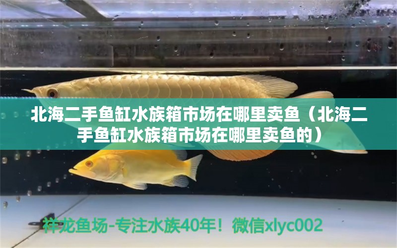 北海二手鱼缸水族箱市场在哪里卖鱼（北海二手鱼缸水族箱市场在哪里卖鱼的） 鱼缸/水族箱