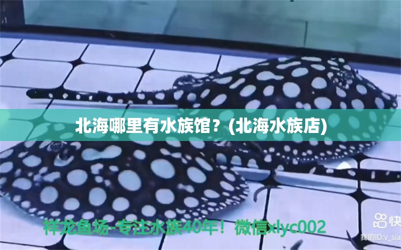 北海哪里有水族馆？(北海水族店) 龙鱼专用灯