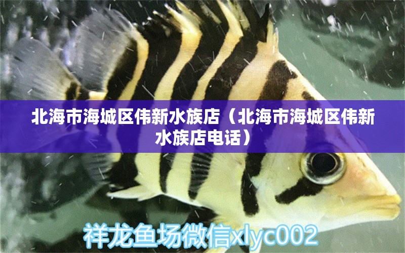 北海市海城区伟新水族店（北海市海城区伟新水族店电话）