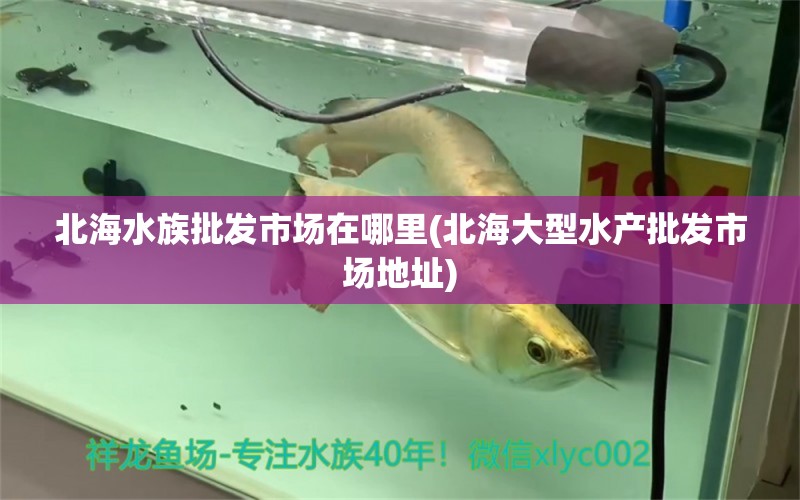 北海水族批发市场在哪里(北海大型水产批发市场地址) 观赏鱼水族批发市场