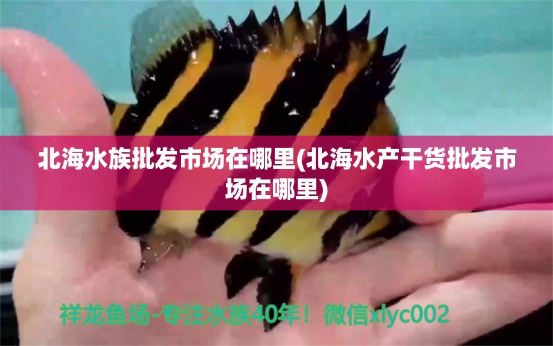 北海水族批发市场在哪里(北海水产干货批发市场在哪里) 观赏鱼水族批发市场