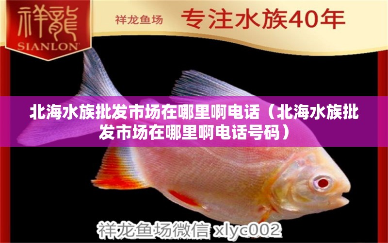 北海水族批发市场在哪里啊电话（北海水族批发市场在哪里啊电话号码）