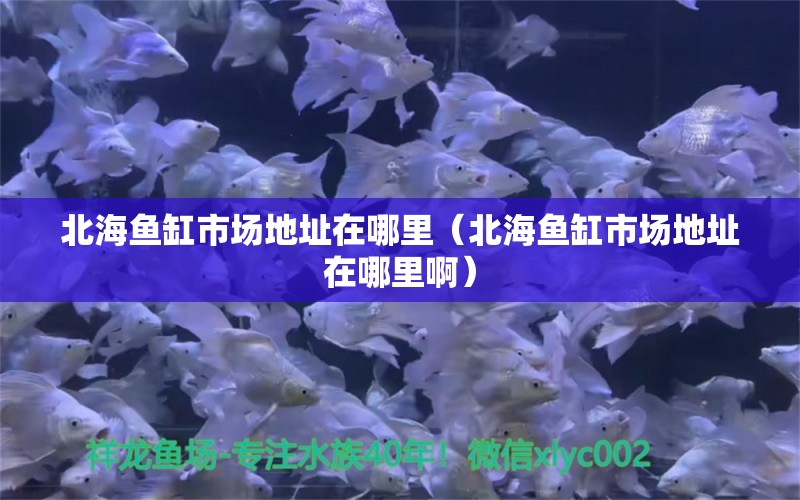 北海鱼缸市场地址在哪里（北海鱼缸市场地址在哪里啊）