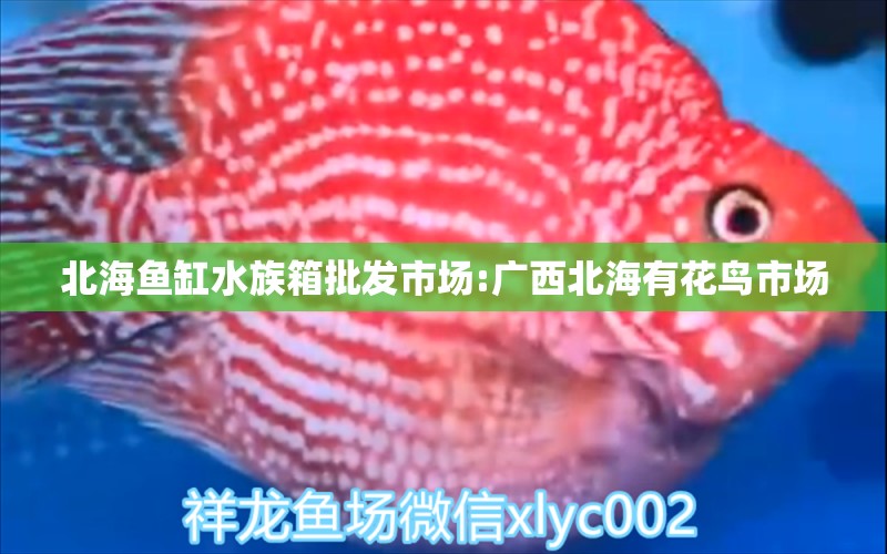 北海鱼缸水族箱批发市场:广西北海有花鸟市场