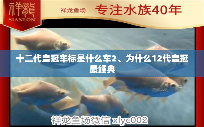 十二代皇冠车标是什么车2、为什么12代皇冠最经典 观赏鱼鱼苗