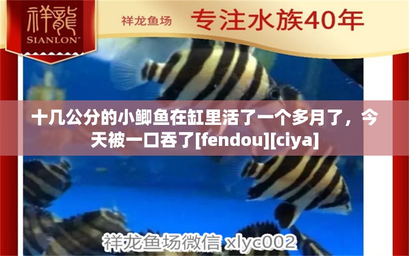 十几公分的小鲫鱼在缸里活了一个多月了，今天被一口吞了[fendou][ciya] 观赏鱼论坛 第2张