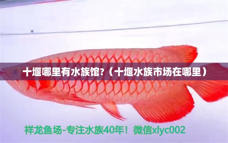 十堰哪里有水族馆?（十堰水族市场在哪里）