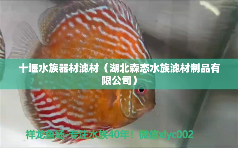 十堰水族器材滤材（湖北森态水族滤材制品有限公司） 印尼虎苗 第1张