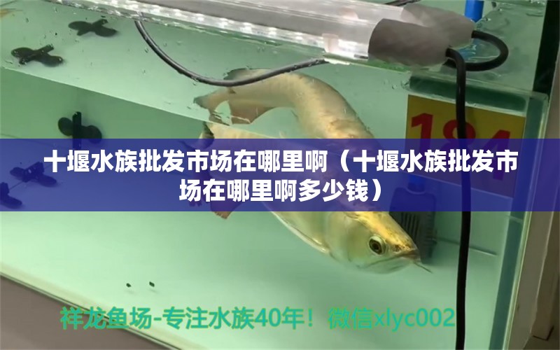 十堰水族批发市场在哪里啊（十堰水族批发市场在哪里啊多少钱）