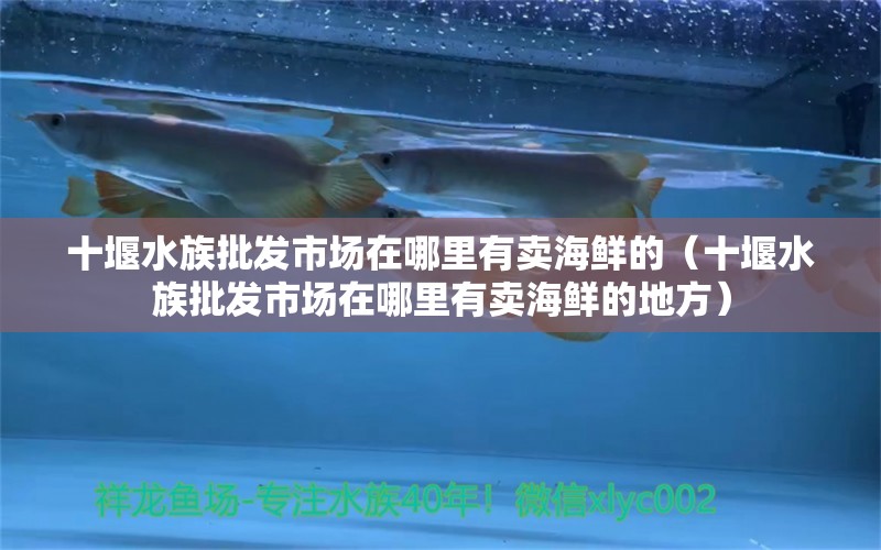 十堰水族批发市场在哪里有卖海鲜的（十堰水族批发市场在哪里有卖海鲜的地方） 观赏鱼水族批发市场