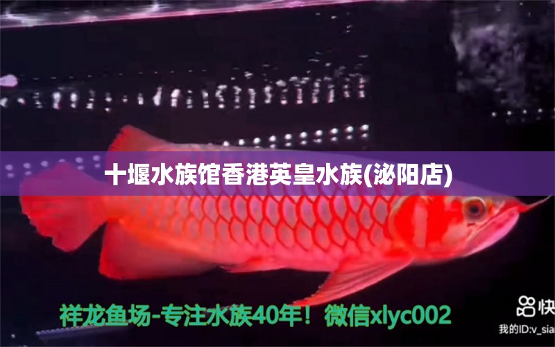 十堰水族馆香港英皇水族(泌阳店) 马拉莫宝石鱼苗 第2张