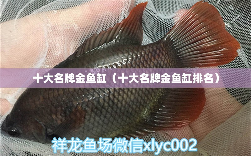 十大名牌金鱼缸（十大名牌金鱼缸排名）