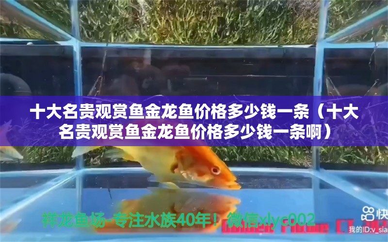 十大名贵观赏鱼金龙鱼价格多少钱一条（十大名贵观赏鱼金龙鱼价格多少钱一条啊） 广州龙鱼批发市场