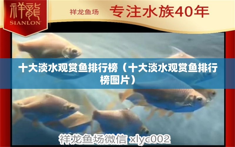 十大淡水观赏鱼排行榜（十大淡水观赏鱼排行榜图片） 祥龙水族医院