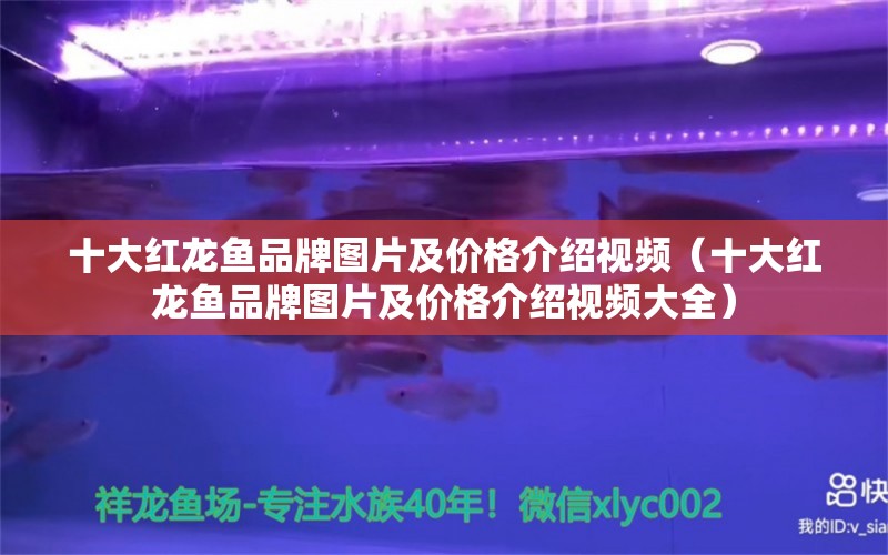 十大红龙鱼品牌图片及价格介绍视频（十大红龙鱼品牌图片及价格介绍视频大全）