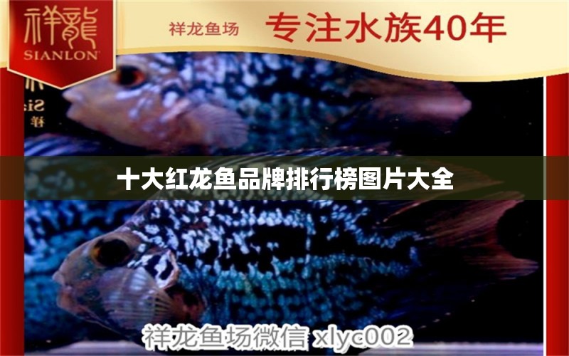 十大红龙鱼品牌排行榜图片大全 水族问答 第2张