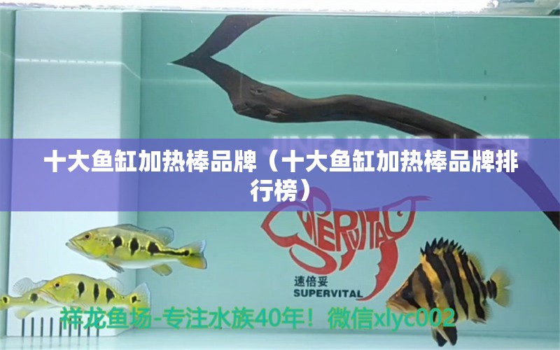 十大鱼缸加热棒品牌（十大鱼缸加热棒品牌排行榜） 祥龙水族医院