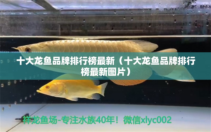 十大龙鱼品牌排行榜最新（十大龙鱼品牌排行榜最新图片）