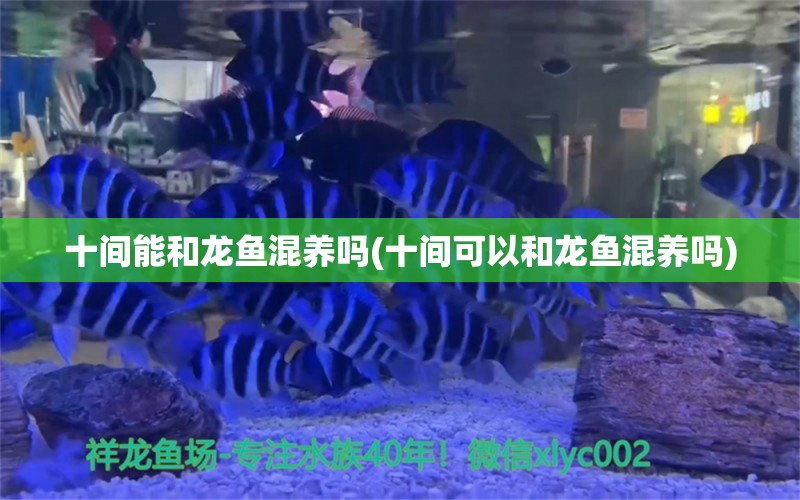 十间能和龙鱼混养吗(十间可以和龙鱼混养吗)