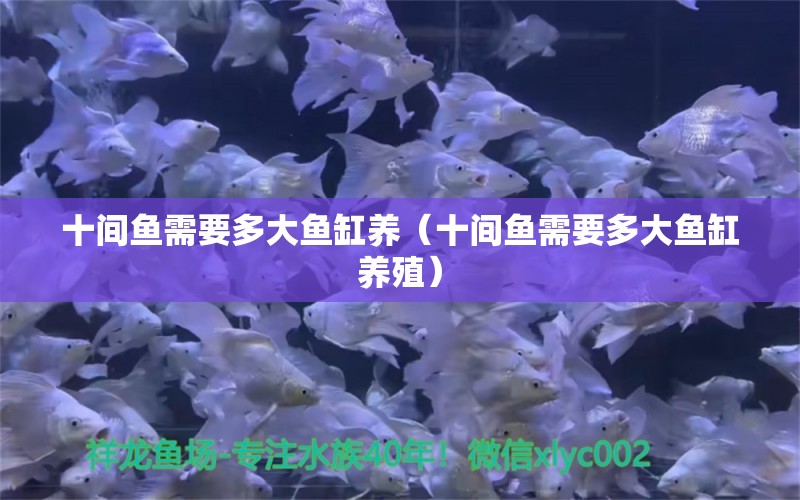 十间鱼需要多大鱼缸养（十间鱼需要多大鱼缸养殖）