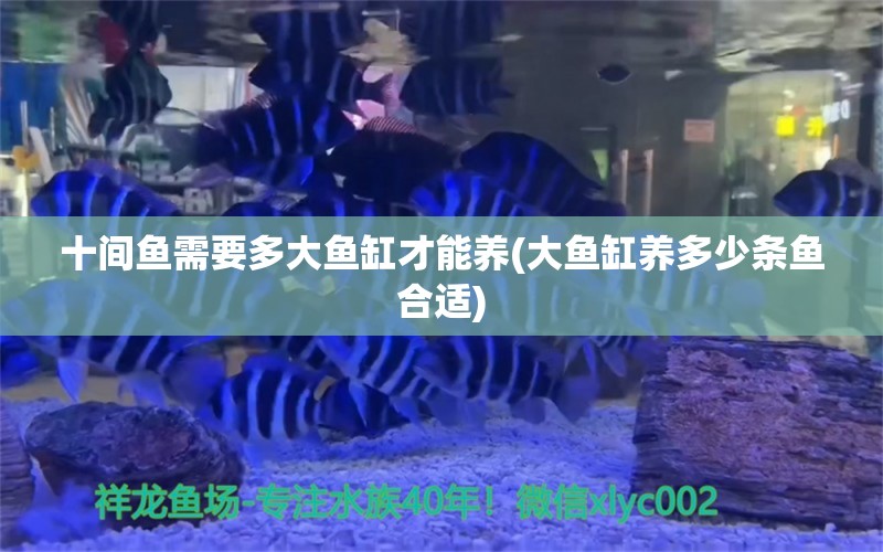 十间鱼需要多大鱼缸才能养(大鱼缸养多少条鱼合适)