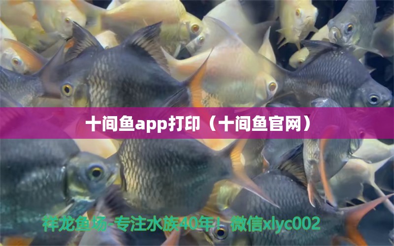 十间鱼app打印（十间鱼官网） 大日玉鲭鱼