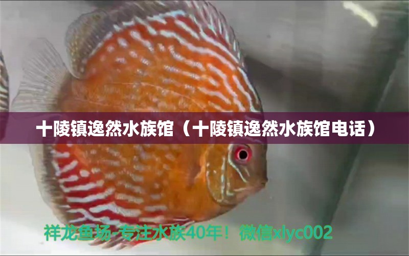 十陵镇逸然水族馆（十陵镇逸然水族馆电话）