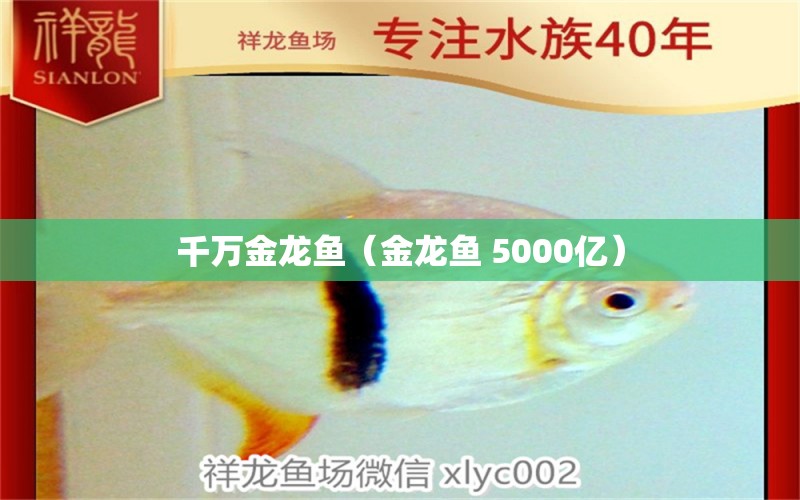 千万金龙鱼（金龙鱼 5000亿） 元宝鲫