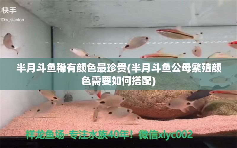 半月斗鱼稀有颜色最珍贵(半月斗鱼公母繁殖颜色需要如何搭配) 观赏鱼 第1张