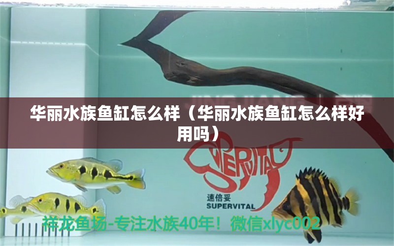 华丽水族鱼缸怎么样（华丽水族鱼缸怎么样好用吗）